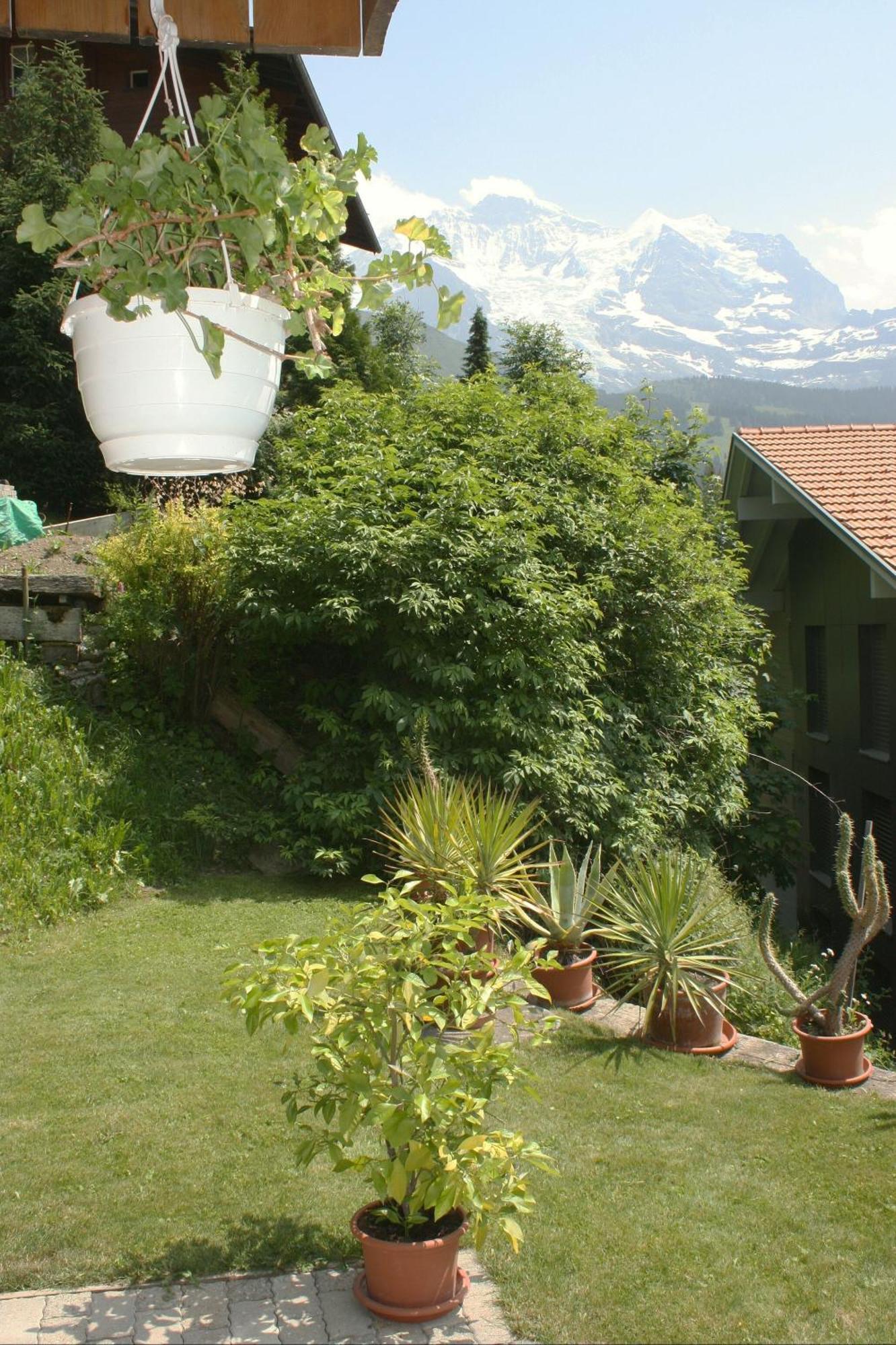 Chalet Protea Wengen Eksteriør billede